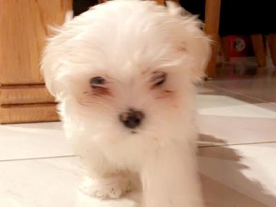 Miniature Maltese puppies in Carlow
