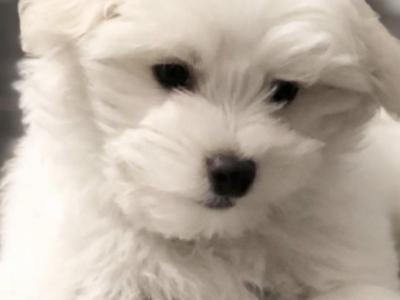 Miniature Maltese puppies in Carlow