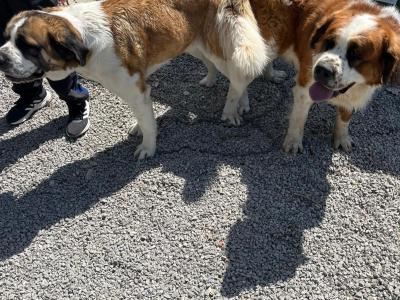 St Bernard puppies for sale in Louth