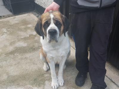 St Bernard puppies for sale in Louth