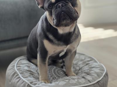 French Bulldog Blue Tan