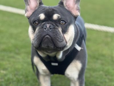 French Bulldog Blue Tan