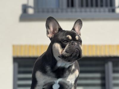 French Bulldog Blue Tan