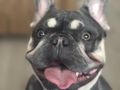 French Bulldog Blue Tan