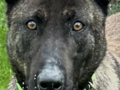 Belgian Malinois puppies in Laois
