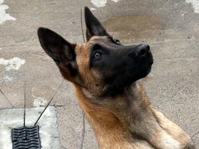 Belgian Malinois puppies in Laois