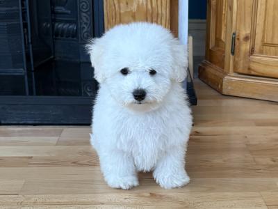 One Male - IKC Registered Bichon Frise Kerry