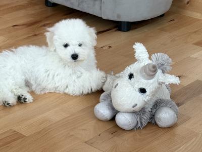 One Male - IKC Registered Bichon Frise Kerry