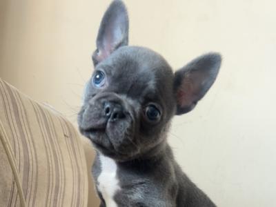 Male French Bulldog puppy Ea Husky Lines in Laois
