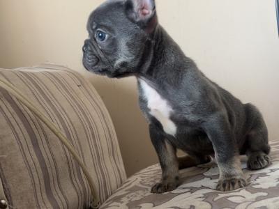 Male French Bulldog puppy Ea Husky Lines in Laois