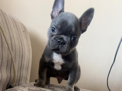 Male French Bulldog puppy Ea Husky Lines in Laois