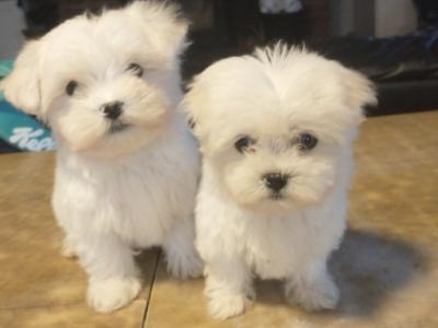 Adorable Maltese x Shih Tzu puppies for sale in Cork