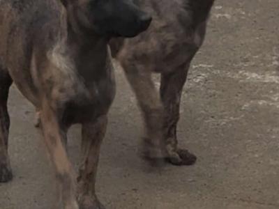 Belgian Malinois puppies in Laois