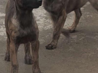 Belgian Malinois puppies in Laois