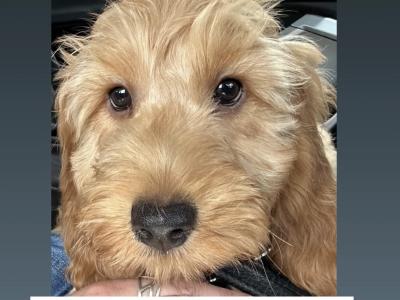 Miniature Cockapoo puppies 1st generation in Fermanagh - 353871486601