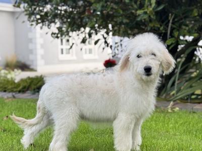 F1 Goldendoodle puppies in Wexford. Health Tested Parents 0871172514