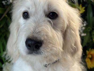 F1 Goldendoodle puppies in Wexford. Health Tested Parents 0871172514