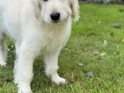F1 Goldendoodle puppies in Wexford. Health Tested Parents 0871172514