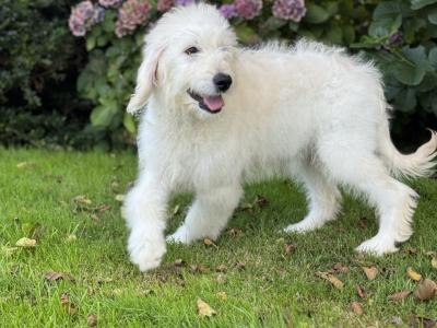F1 Goldendoodle puppies in Wexford. Health Tested Parents 0871172514