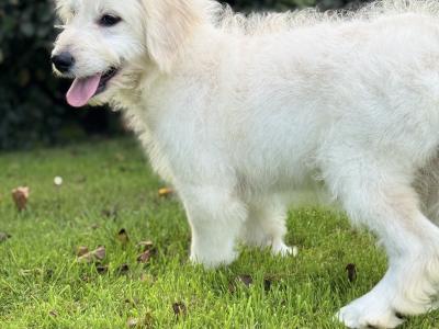 F1 Goldendoodle puppies in Wexford. Health Tested Parents 0871172514