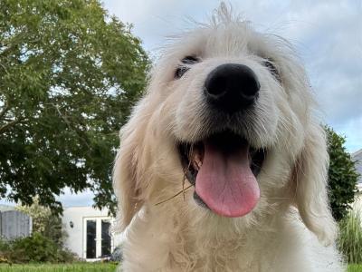 F1 Goldendoodle puppies in Wexford. Health Tested Parents 0871172514