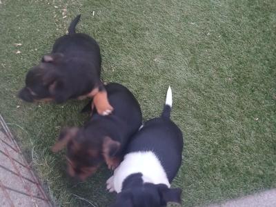 Jack Russell puppies in Laois - €350