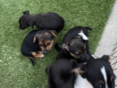 Jack Russell puppies in Laois - €350