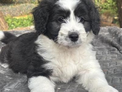 Doodle puppy in Waterford