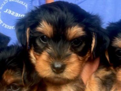 IKC Registered(pending) Yorkshire Terrier puppies in Louth