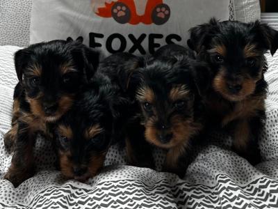 IKC Registered(pending) Yorkshire Terrier puppies in Louth
