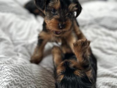 IKC Registered(pending) Yorkshire Terrier puppies in Louth