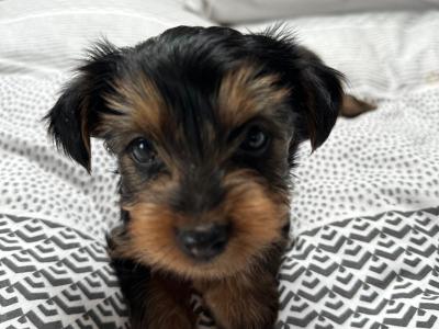 IKC Registered(pending) Yorkshire Terrier puppies in Louth