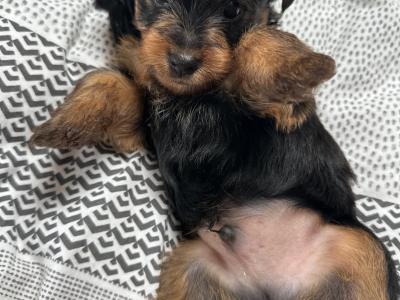IKC Registered(pending) Yorkshire Terrier puppies in Louth