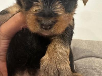 IKC Registered(pending) Yorkshire Terrier puppies in Louth