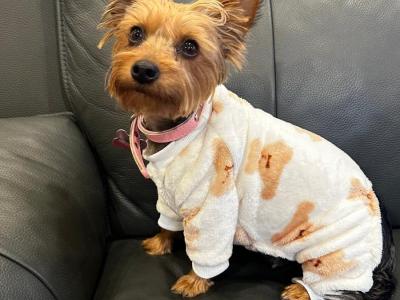 IKC Registered(pending) Yorkshire Terrier puppies in Louth