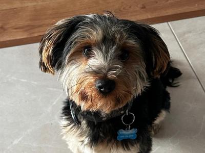 IKC Registered(pending) Yorkshire Terrier puppies in Louth