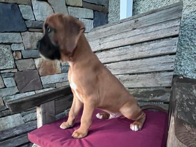Beautiful Boxer puppies in Laois