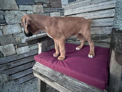 Beautiful Boxer puppies in Laois