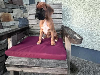 Beautiful Boxer puppies in Laois