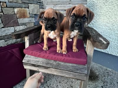 Beautiful Boxer puppies in Laois