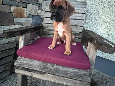 Beautiful Boxer puppies in Laois
