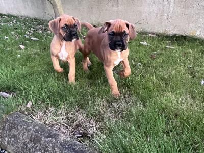 Beautiful Boxer puppies in Laois