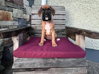 Beautiful Boxer puppies in Laois