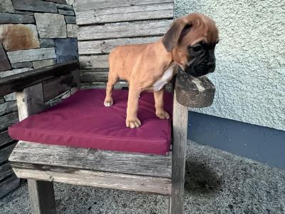 Beautiful Boxer puppies in Laois