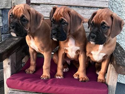 Beautiful Boxer puppies in Laois