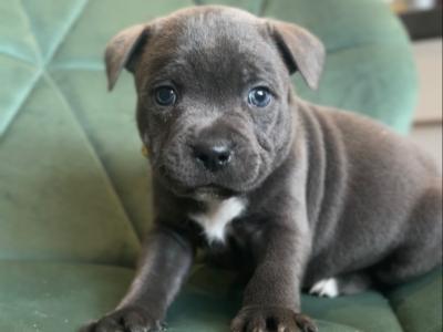 IKC Registered Staffordshire Bull Terrier puppies in Cavan