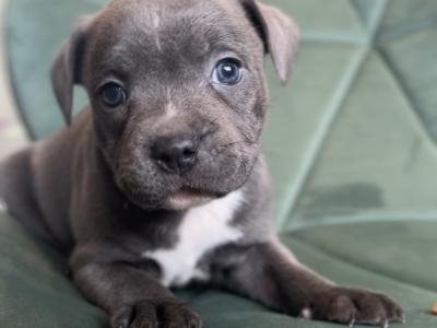 IKC Registered Staffordshire Bull Terrier puppies in Cavan