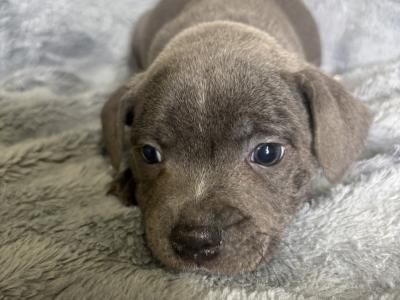IKC Registered Staffordshire Bull Terrier puppies in Cavan