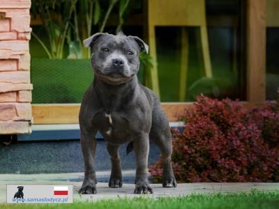 IKC Registered Staffordshire Bull Terrier puppies in Cavan