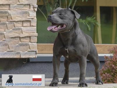 IKC Registered Staffordshire Bull Terrier puppies in Cavan